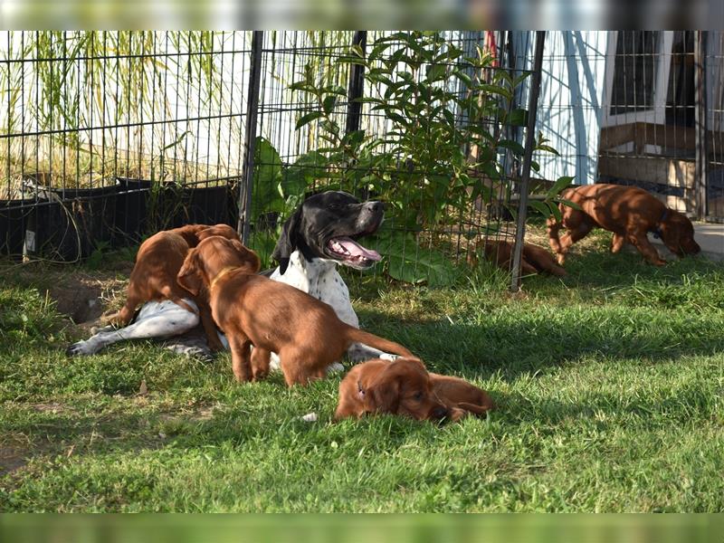 Wenige Irish Red Setter Welpen mit VDH/FCI-Papieren suchen noch nach ihrem zukünftigen Wirkungskreis