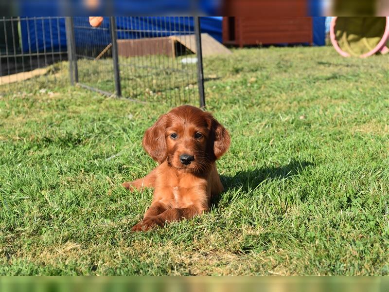 Wenige Irish Red Setter Welpen mit VDH/FCI-Papieren suchen noch nach ihrem zukünftigen Wirkungskreis