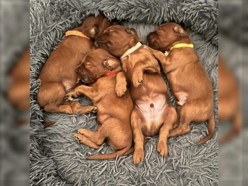 Wenige Irish Red Setter Welpen mit VDH/FCI-Papieren suchen noch nach ihrem zukünftigen Wirkungskreis