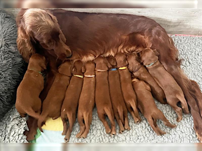 Wenige Irish Red Setter Welpen mit VDH/FCI-Papieren suchen noch nach ihrem zukünftigen Wirkungskreis