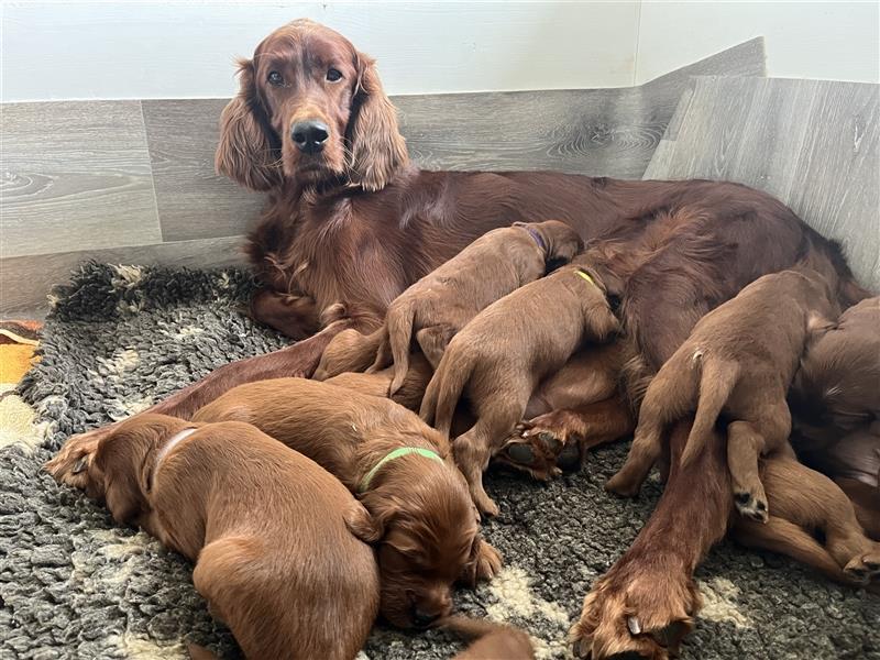 Wenige Irish Red Setter Welpen mit VDH/FCI-Papieren suchen noch nach ihrem zukünftigen Wirkungskreis