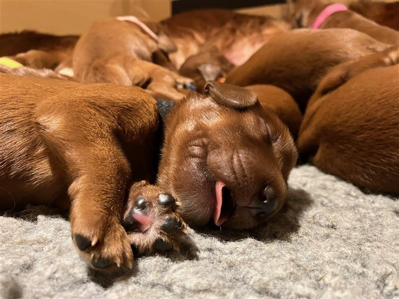 Wenige Irish Red Setter Welpen mit VDH/FCI-Papieren suchen noch nach ihrem zukünftigen Wirkungskreis