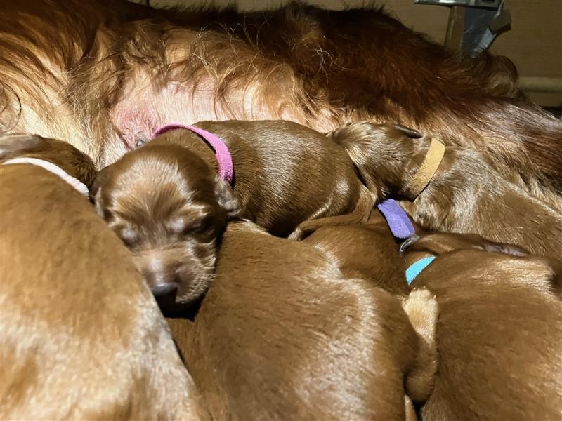 Wenige Irish Red Setter Welpen mit VDH/FCI-Papieren suchen noch nach ihrem zukünftigen Wirkungskreis