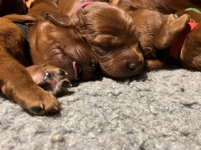 Wenige Irish Red Setter Welpen mit VDH/FCI-Papieren suchen noch nach ihrem zukünftigen Wirkungskreis