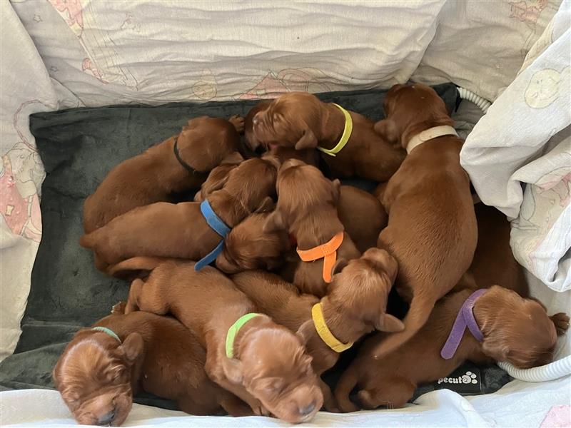 Wenige Irish Red Setter Welpen mit VDH/FCI-Papieren suchen noch nach ihrem zukünftigen Wirkungskreis