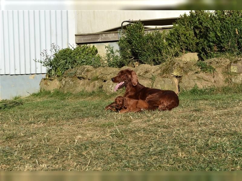 Ein paar Irish Red Setter Welpen mit VDH/FCI-Papieren suchen noch nach ihrem neuen Wirkungskreis