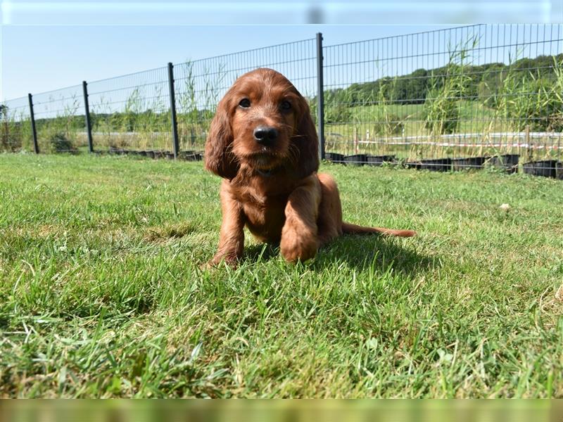 Ein paar Irish Red Setter Welpen mit VDH/FCI-Papieren suchen noch nach ihrem neuen Wirkungskreis