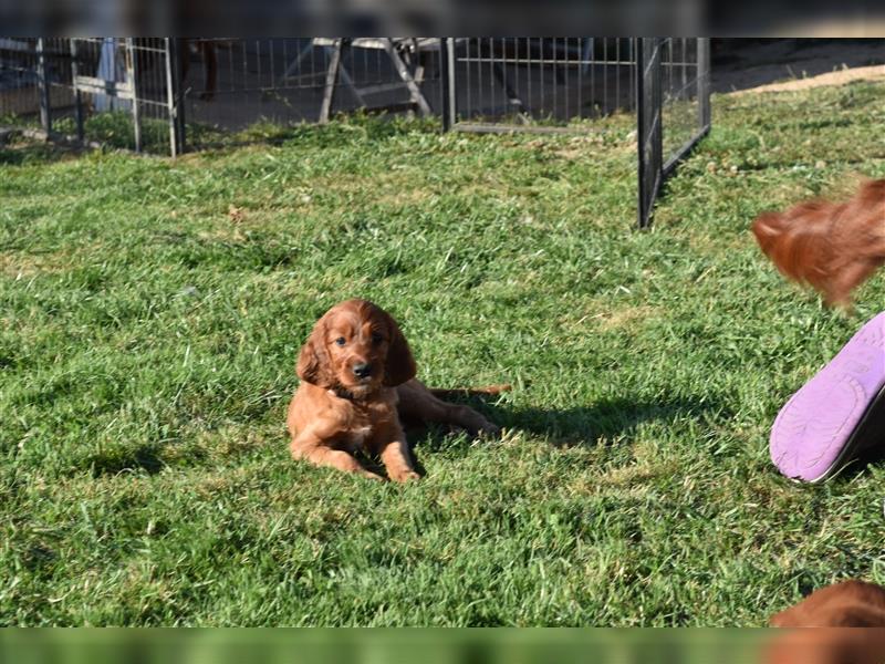 Ein paar Irish Red Setter Welpen mit VDH/FCI-Papieren suchen noch nach ihrem neuen Wirkungskreis