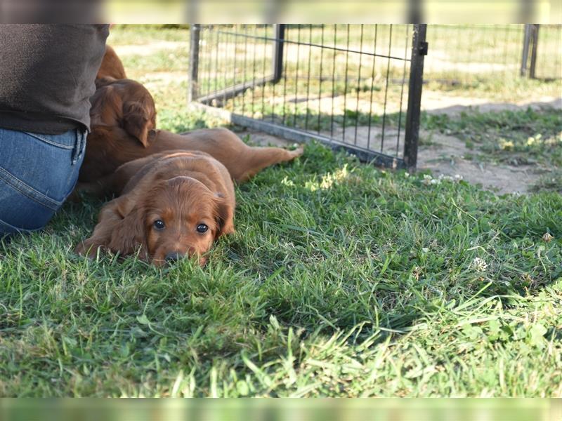 Ein paar Irish Red Setter Welpen mit VDH/FCI-Papieren suchen noch nach ihrem neuen Wirkungskreis