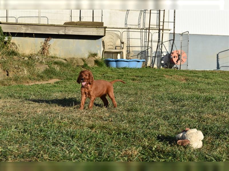 Ein paar Irish Red Setter Welpen mit VDH/FCI-Papieren suchen noch nach ihrem neuen Wirkungskreis