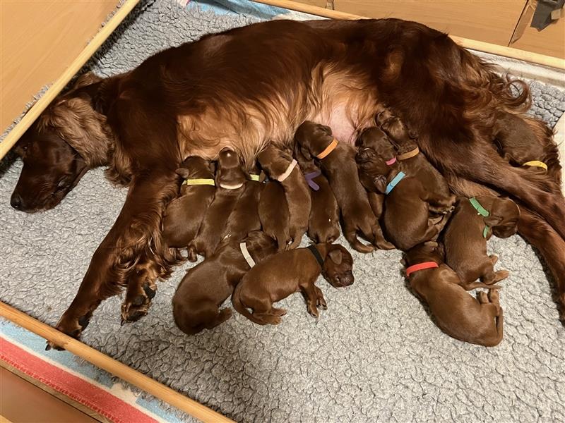 Ein paar Irish Red Setter Welpen mit VDH/FCI-Papieren suchen noch nach ihrem neuen Wirkungskreis