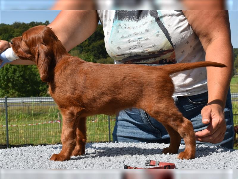 Ein paar Irish Red Setter Welpen mit VDH/FCI-Papieren suchen noch nach ihrem neuen Wirkungskreis