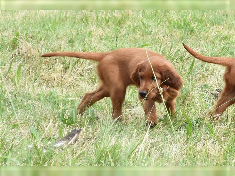 Ein paar Irish Red Setter Welpen mit VDH/FCI-Papieren suchen noch nach ihrem neuen Wirkungskreis