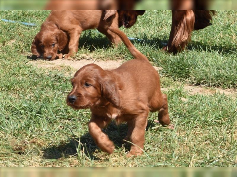 Ein paar Irish Red Setter Welpen mit VDH/FCI-Papieren suchen noch nach ihrem neuen Wirkungskreis