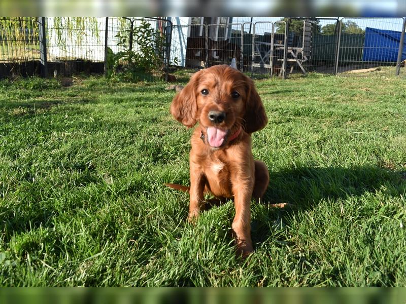 Ein paar Irish Red Setter Welpen mit VDH/FCI-Papieren suchen noch nach ihrem neuen Wirkungskreis