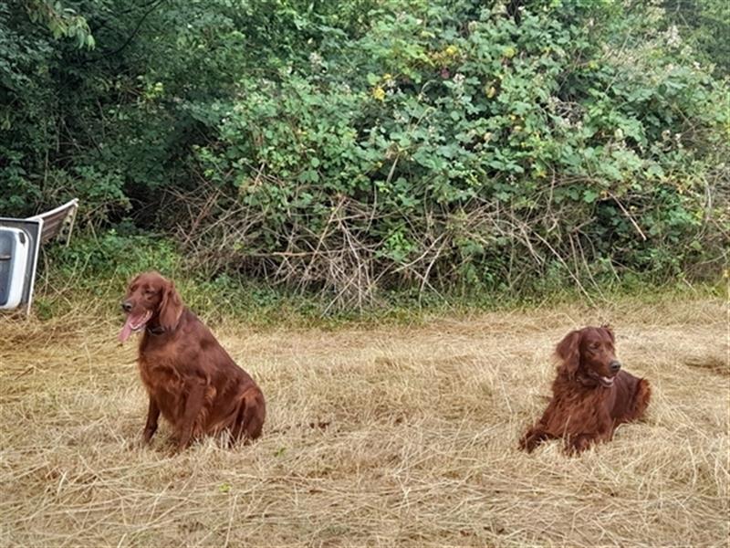 Irish-Red-Setter Welpe