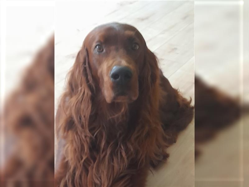 Irish-Red-Setter Welpe