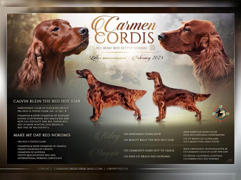 Irish setter Welpen