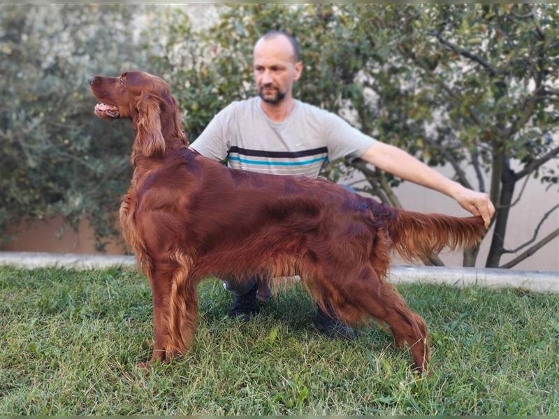 Irish setter Welpen