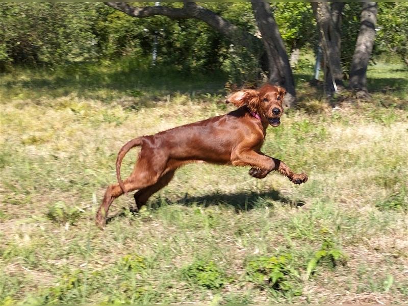 Irish setter Welpen