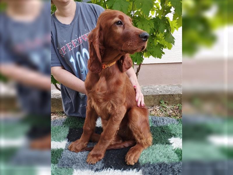 Irish setter Welpen