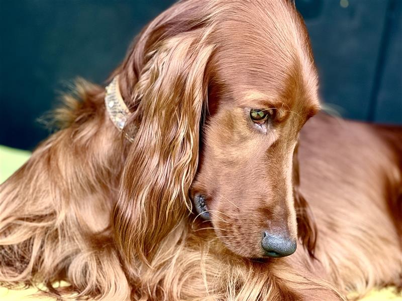 Irish Setter Welpen-Wurferwartung Mitte August