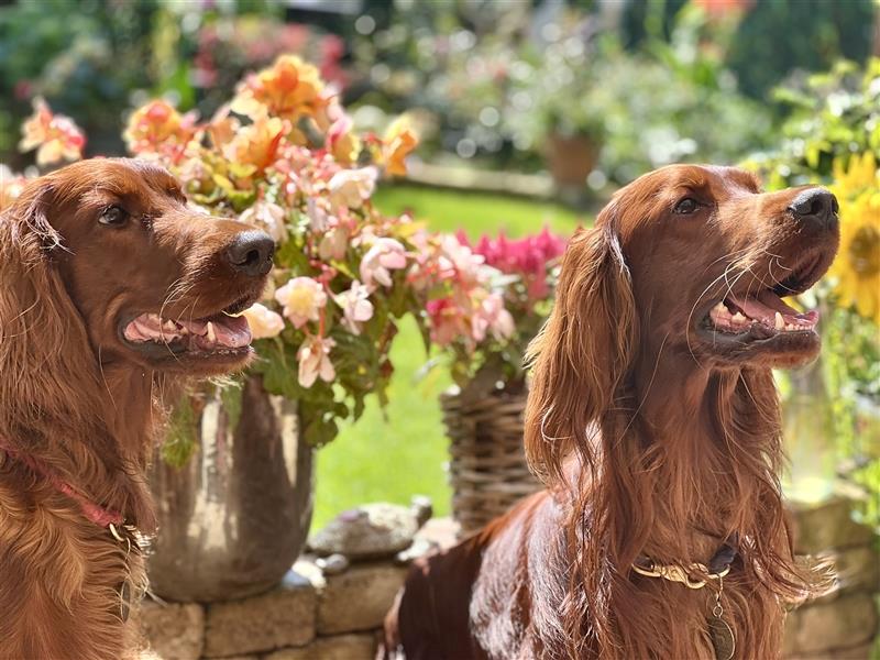 Irish Setter Welpen-Wurferwartung Mitte August