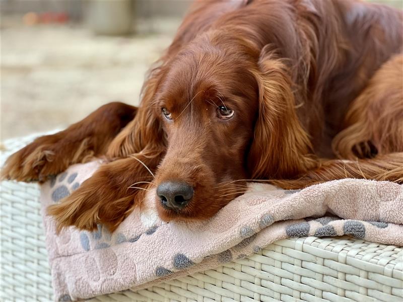 Irish Setter Welpen-Wurferwartung Mitte August