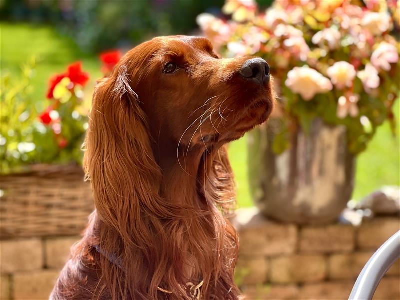 Irish Setter Welpen-Wurferwartung Mitte August