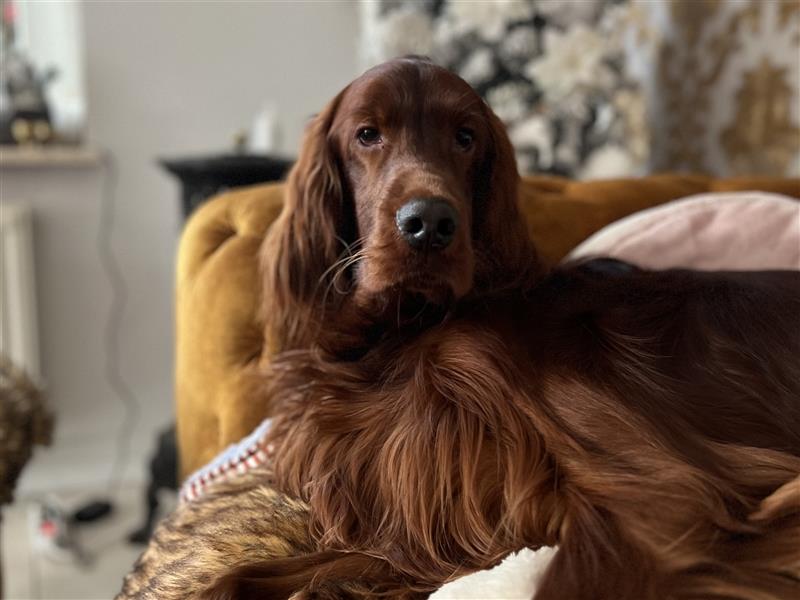 Irish Setter Welpen-Wurferwartung Mitte August