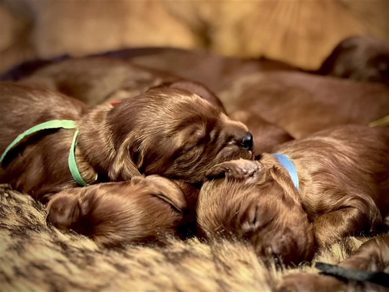 Irish Setter Welpen-Wurferwartung Mitte August