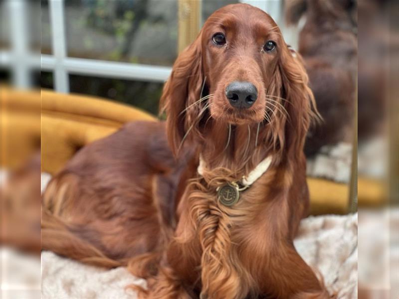 Irish Setter Welpen-Wurferwartung Mitte August