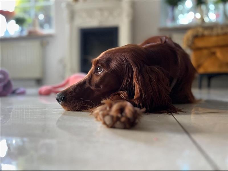 Irish Setter Welpen-Wurferwartung Mitte August