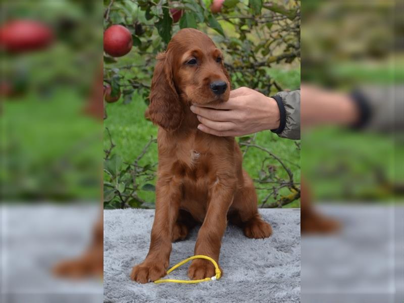 Irish Red Setter mit Ahnentafel (FCI-Registrierte Zucht)