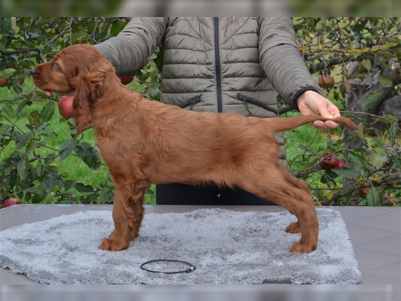 Irish Red Setter mit Ahnentafel (FCI-Registrierte Zucht)