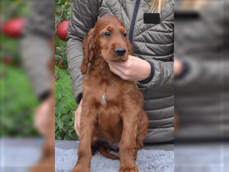 Irish Red Setter mit Ahnentafel (FCI-Registrierte Zucht)