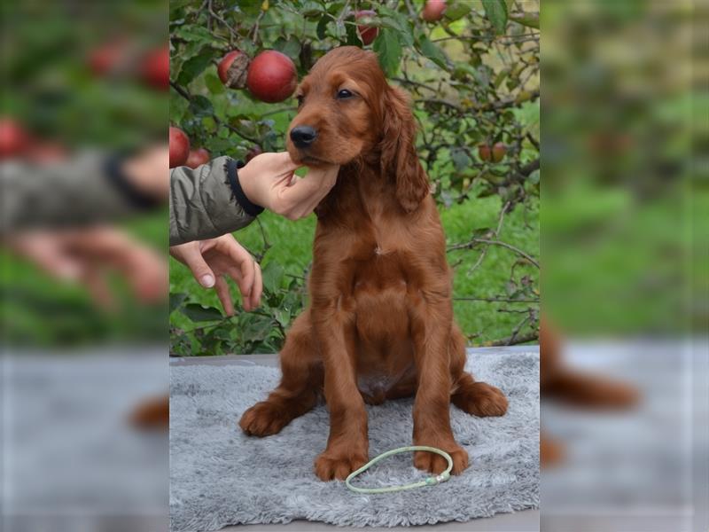 Irish Red Setter mit Ahnentafel (FCI-Registrierte Zucht)