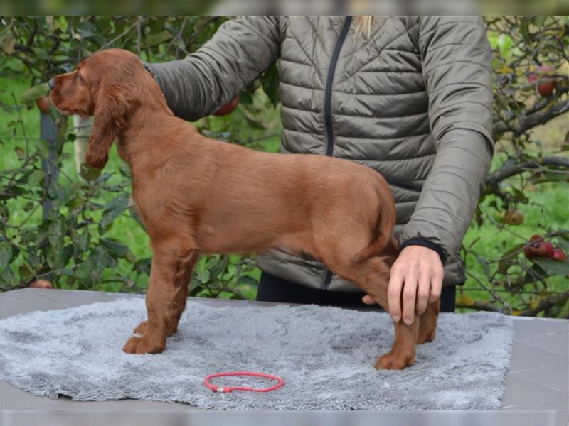 Irish Red Setter mit Ahnentafel (FCI-Registrierte Zucht)