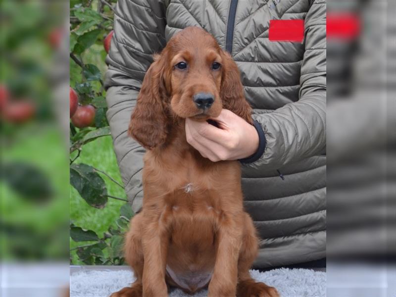 Irish Red Setter mit Ahnentafel (FCI-Registrierte Zucht)