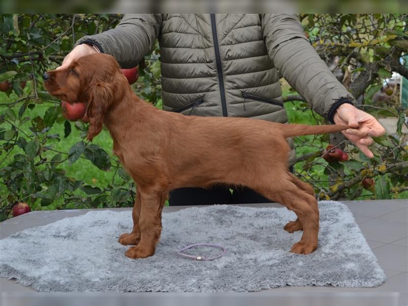 Irish Red Setter mit Ahnentafel (FCI-Registrierte Zucht)