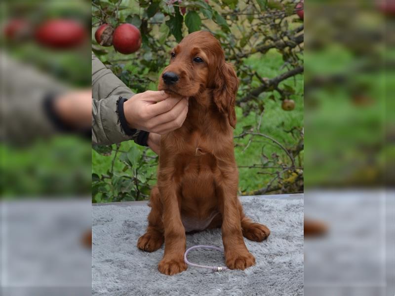 Irish Red Setter mit Ahnentafel (FCI-Registrierte Zucht)