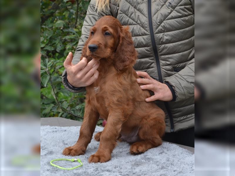 Irish Red Setter mit Ahnentafel (FCI-Registrierte Zucht)