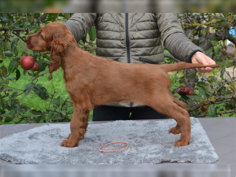 Irish Red Setter mit Ahnentafel (FCI-Registrierte Zucht)