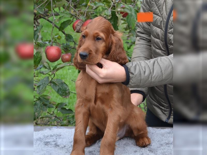 Irish Red Setter mit Ahnentafel (FCI-Registrierte Zucht)