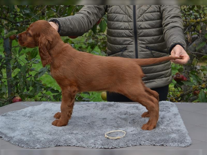 Irish Red Setter mit Ahnentafel (FCI-Registrierte Zucht)