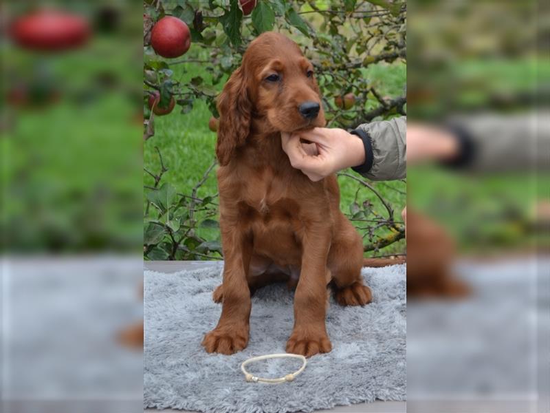 Irish Red Setter mit Ahnentafel (FCI-Registrierte Zucht)