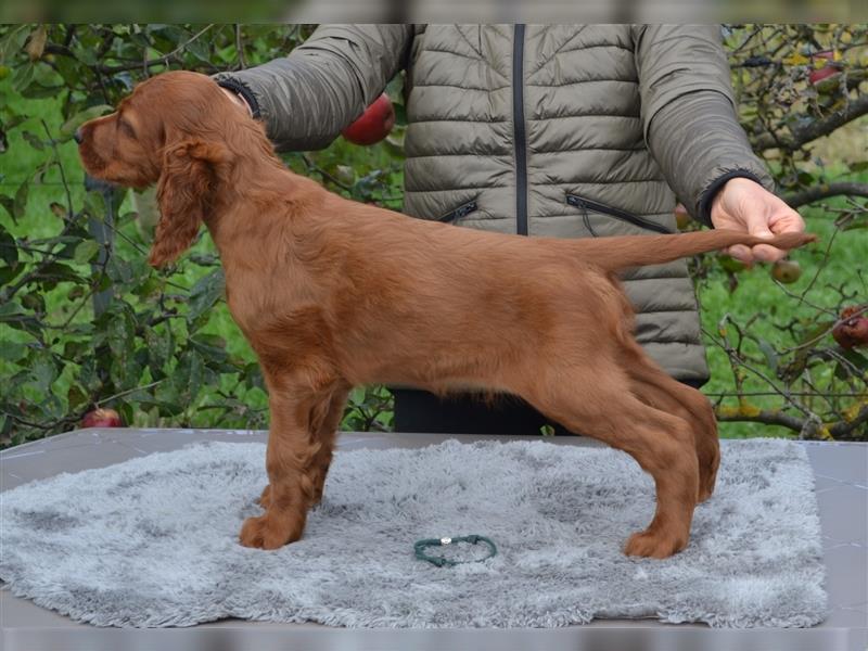 Irish Red Setter mit Ahnentafel (FCI-Registrierte Zucht)