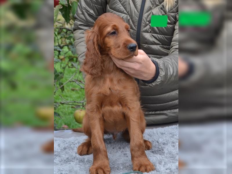 Irish Red Setter mit Ahnentafel (FCI-Registrierte Zucht)