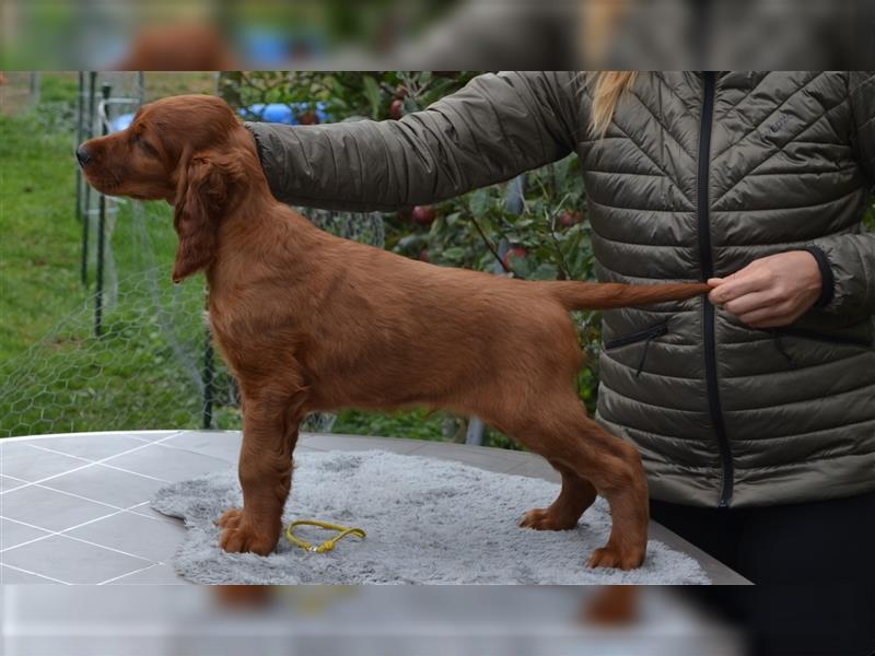 Irish Red Setter mit Ahnentafel (FCI-Registrierte Zucht)