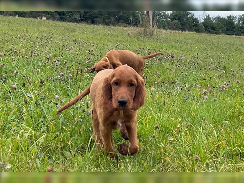 Liebevolles Zuhause für Irish Setter Welpen Vance gesucht (VDH/FCI-Papiere)